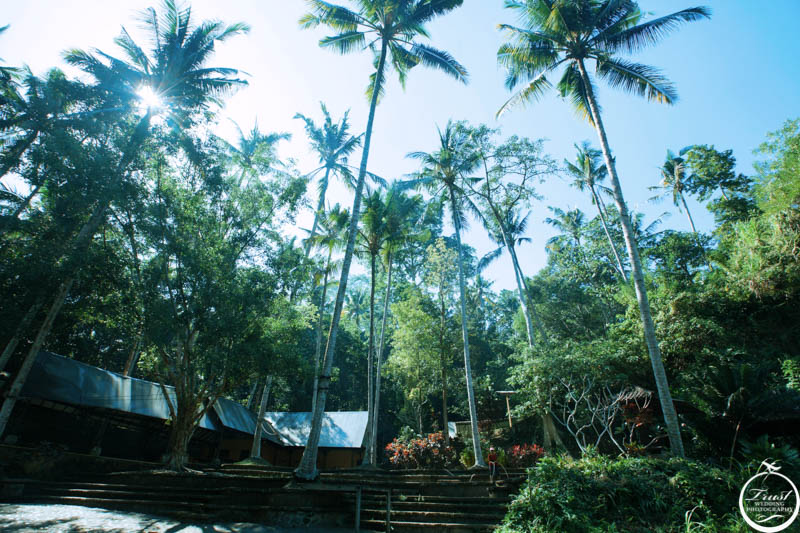 峇里島叢林