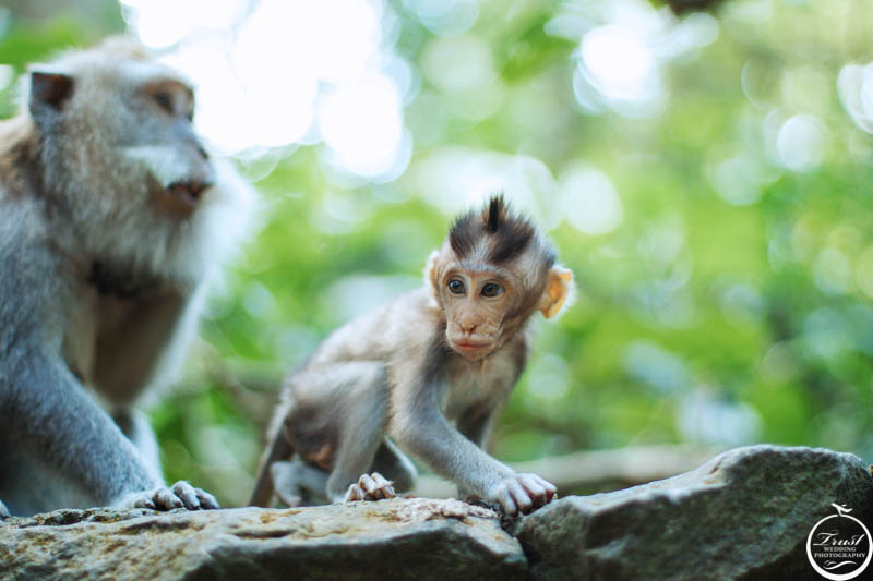 峇里島猴子公園