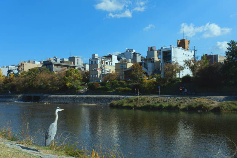 京都鴨川風景9